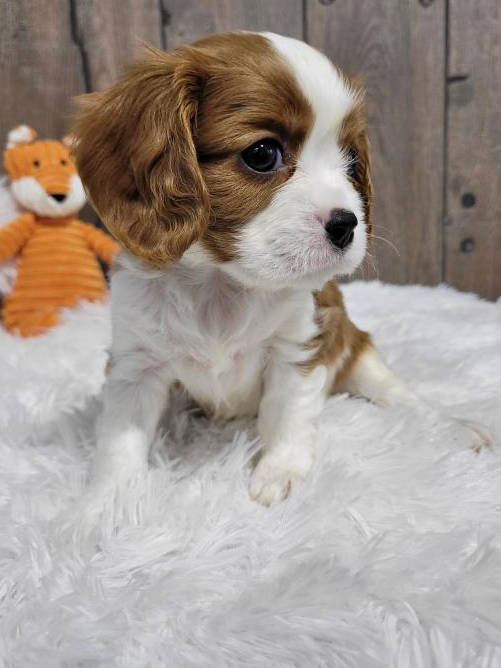 Baby Cavaliers and Cavapoos - San Francisco, 650-977-9284